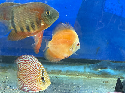 Yellow Marlboro Discus