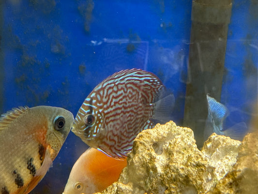 Blue Turquoise Discus-MDL 3"+
