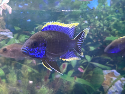 Lwanda Peacock