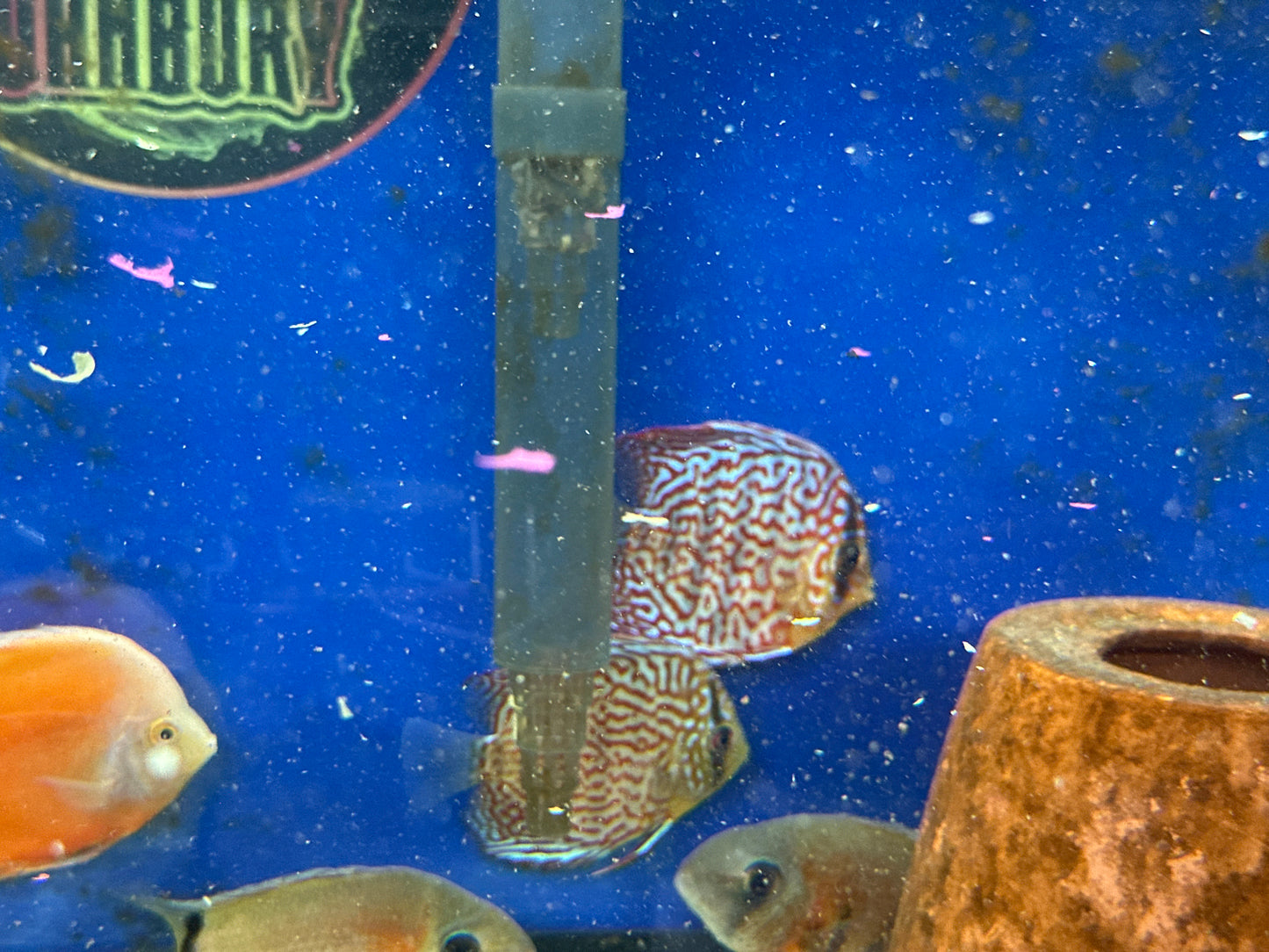 Blue Turquoise Discus-MDL 3"+