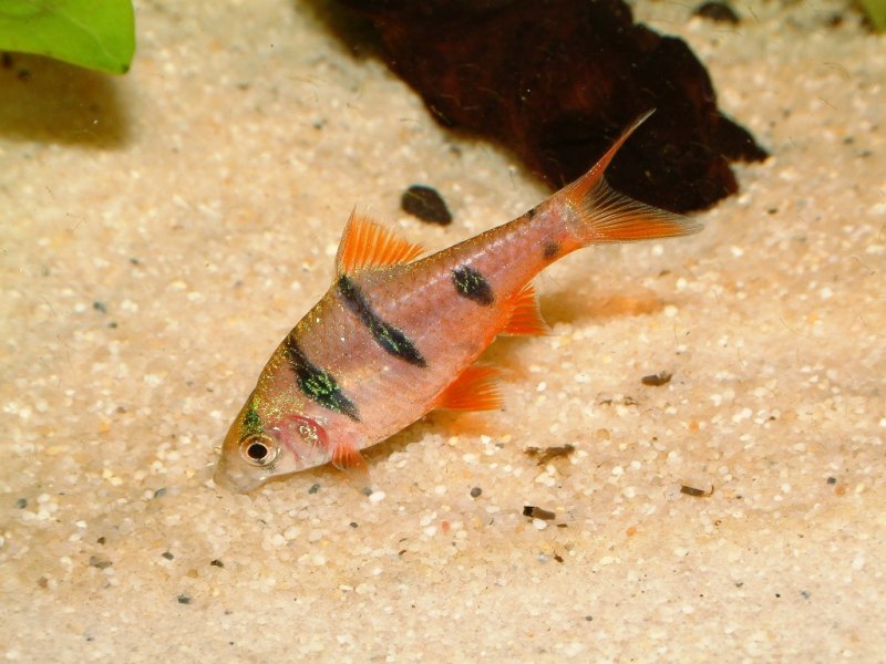 Hexazona Barbs x 6 (group of 6)
