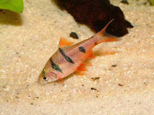 Hexazona Barbs x 6 (group of 6)
