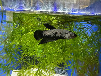 SAMURAI BLACK/WHITE