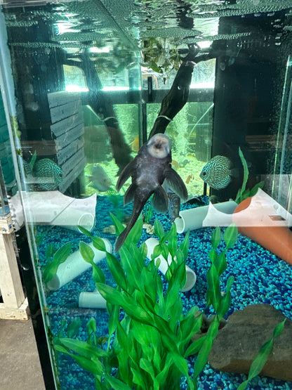 L239 Blue Panaque Pleco (Baryancistrus beggini)