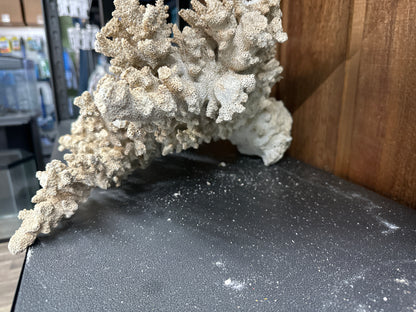 REAL Extra Large Coral 18"x16"x10"h