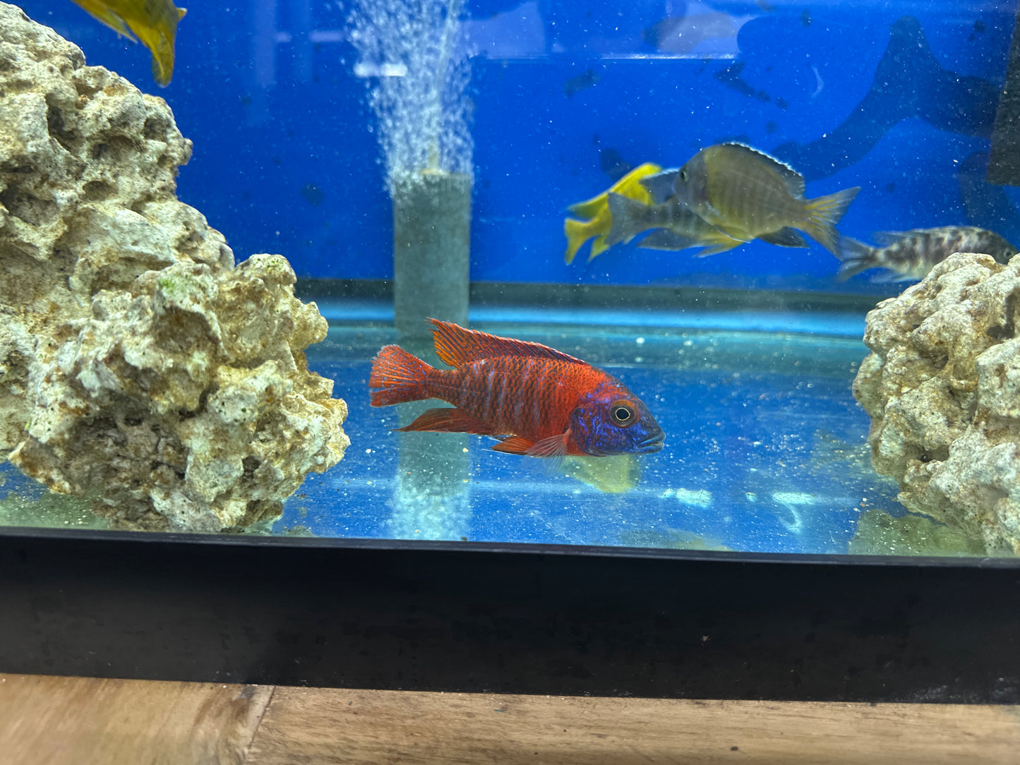 African cichlid Male RED Peacock