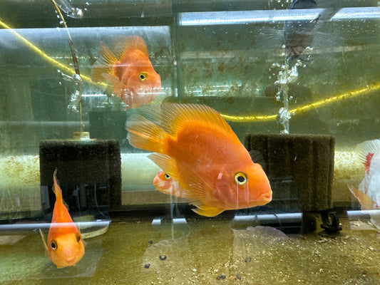 CICHLID – PARROT BLOOD / RED Amphilophus citrinellus × Heros severus
