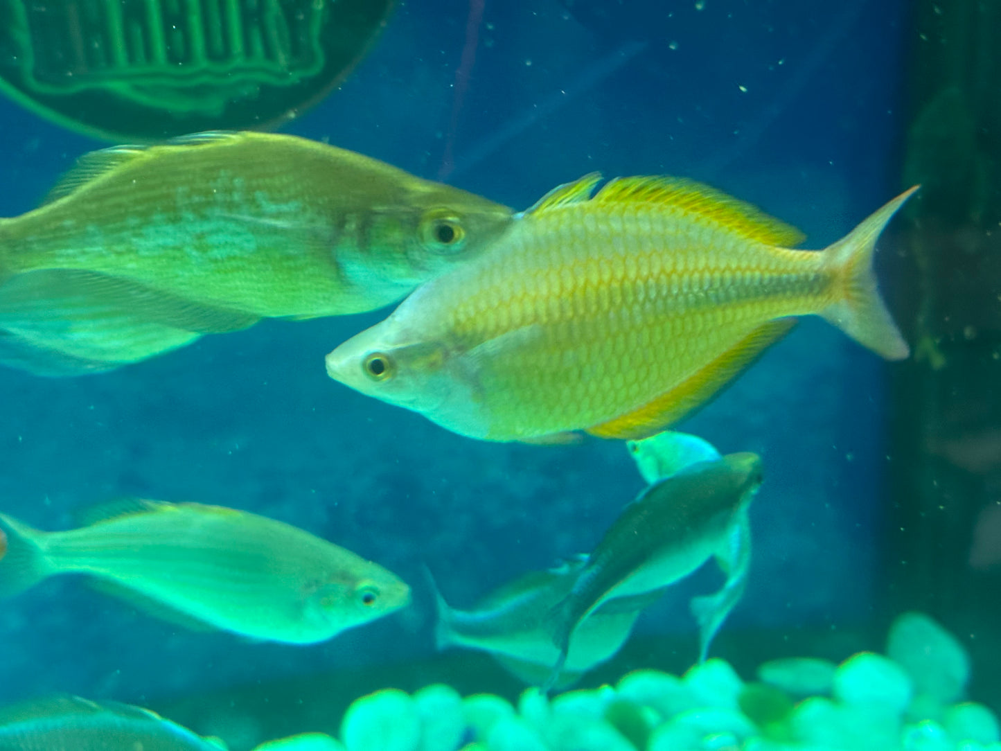 RAINBOW – YELLOW Melanotaenia herbertaxelrodi