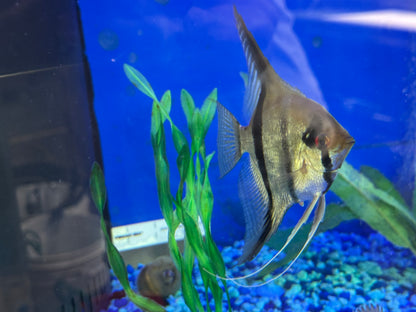 Breeding Pair - Orange Marble Angelfish