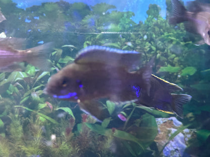 Lwanda Peacock