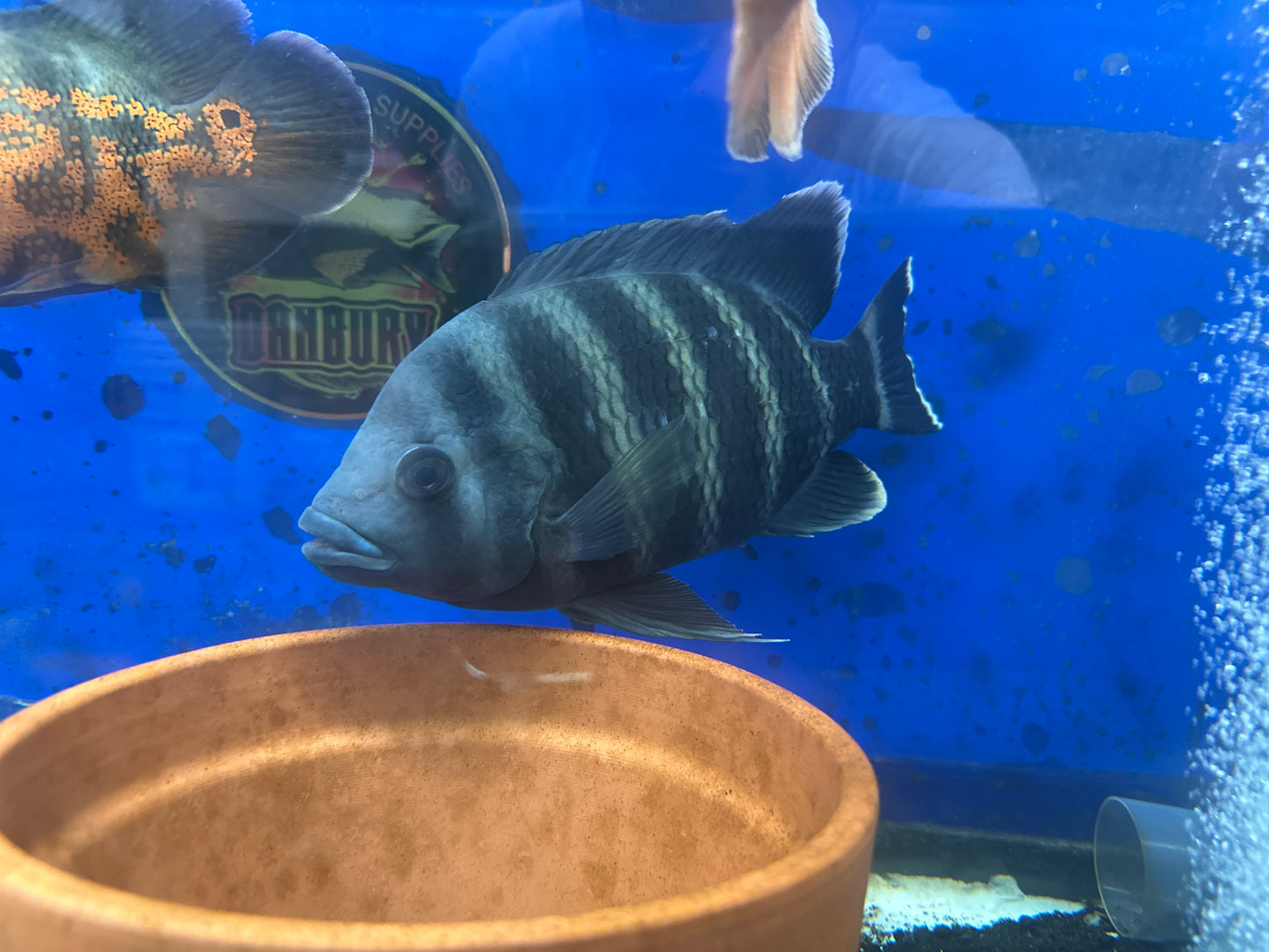 Zebra Tilapia (Tilapia buttikoferi) 10"+