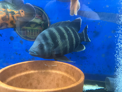 Zebra Tilapia (Tilapia buttikoferi) 10"+