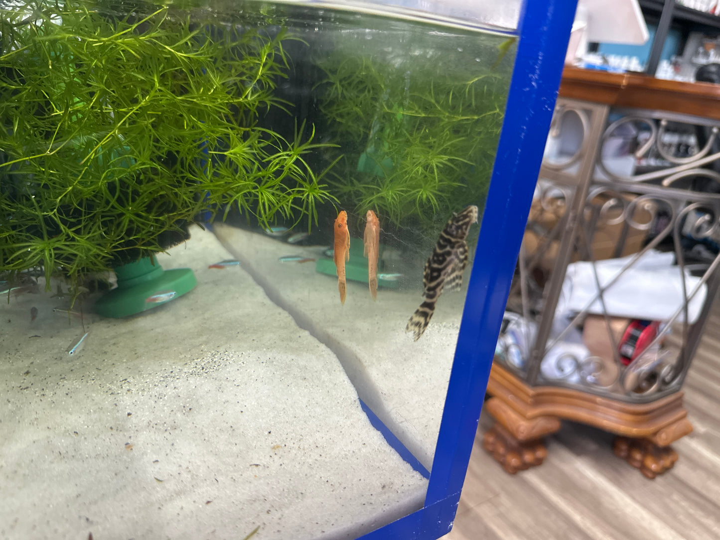 L129 Colombian Zebra Pleco (Hypancistrus debilitetra)