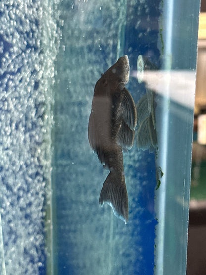 L239 Blue Panaque Pleco (Baryancistrus beggini)