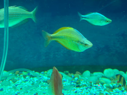 RAINBOW – YELLOW Melanotaenia herbertaxelrodi