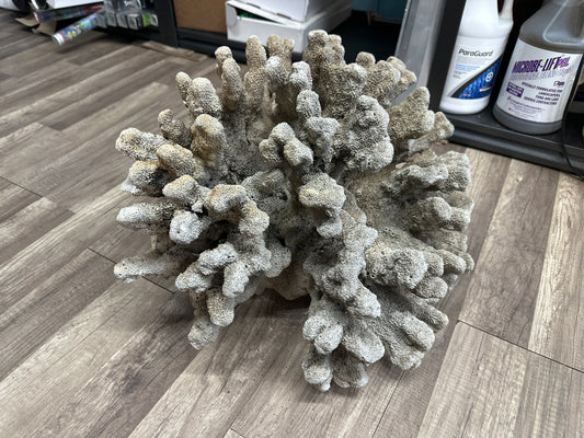 REAL Extra Large Coral 22"x17"x17"h
