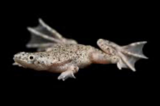 Blond Dwarf Frog
