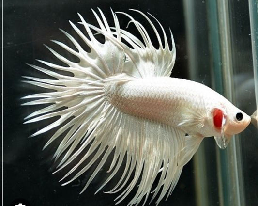 White Crowntail Male Betta