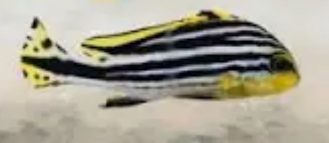 YELLOW LINED SWEETLIPS OR STRIPED SWEETLIPS FISH