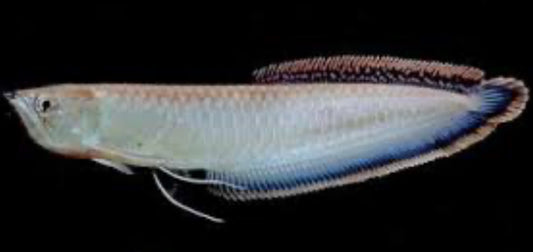 Black Arowana (Osteoglossum Ferreirai)