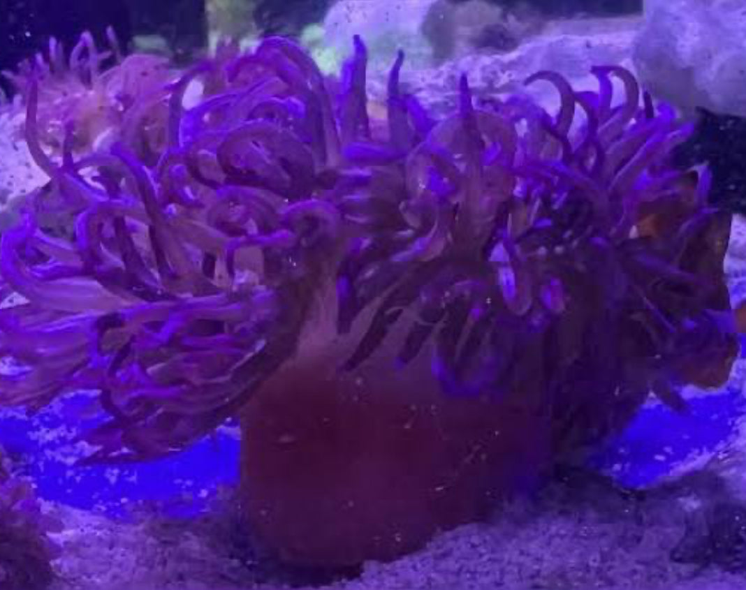 Purple L/T Anemone MDL