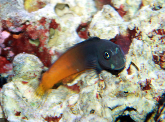 Bicolor Blenny