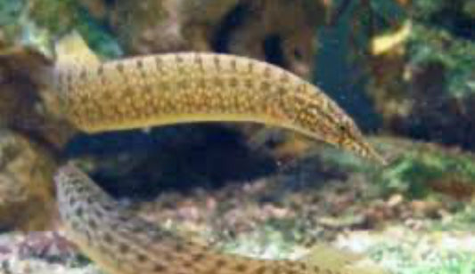 Yellow Tail EEL 4"
