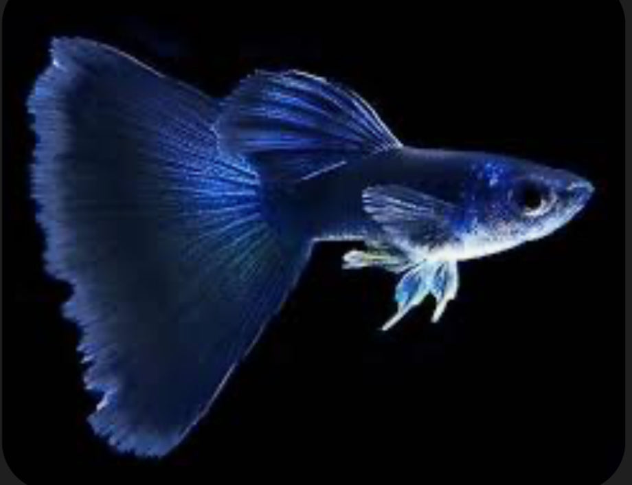 Pick Your Guppy