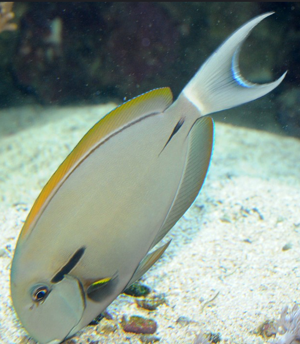 Epaulette Tang