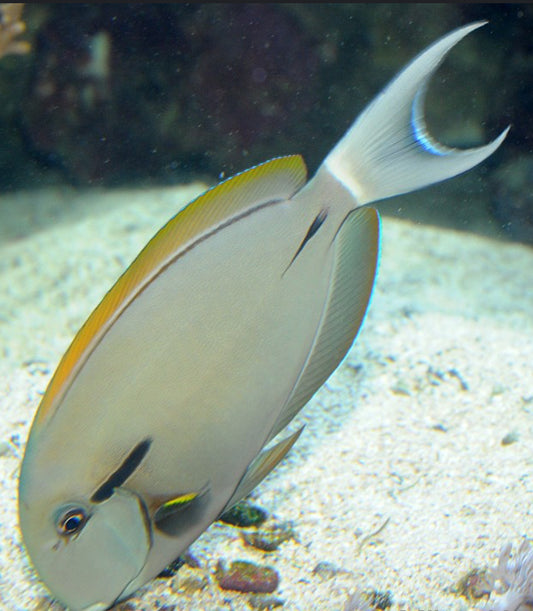 Epaulette Tang