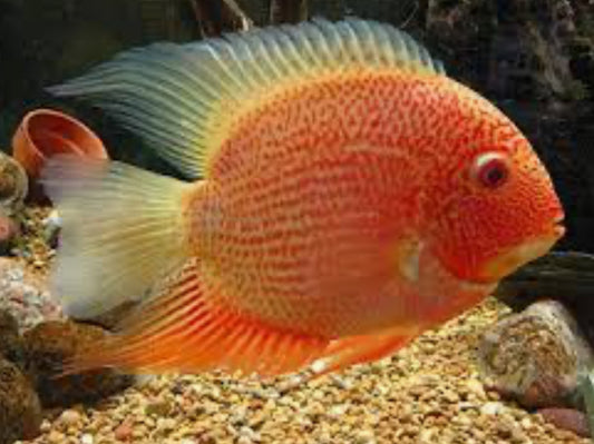 RED Sverum