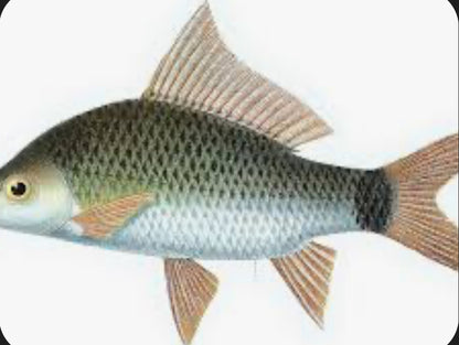 Osteochilus kappeni - fat flying fox 3"