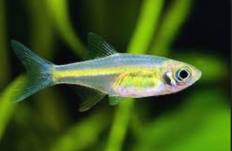 Neon Green / Kubotai Rasbora (Microdevario kubotai) SM