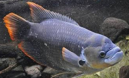 Redtail Giant Gourami 3"