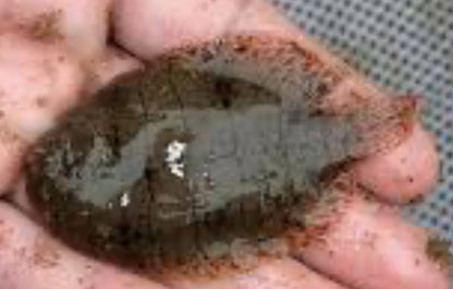 South American Freshwater Flounder (Trinectes cf. hubbsbollinger)