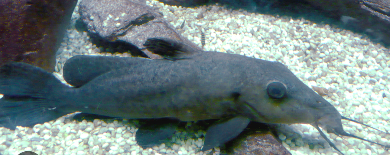 Girafee Nose Catfish 3"