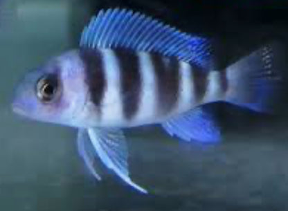 Zaire Moba Frontosa Cichlid (Cyphotilapia gibberosa)