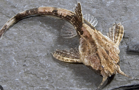 Banjo Catfish