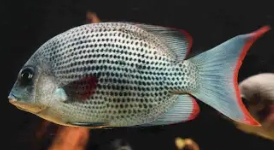 Pinstripe Damba Cichlid (Paretroplus Menarambo) 3”+
