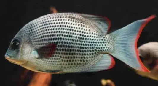 Pinstripe Damba Cichlid (Paretroplus Menarambo) 3”+
