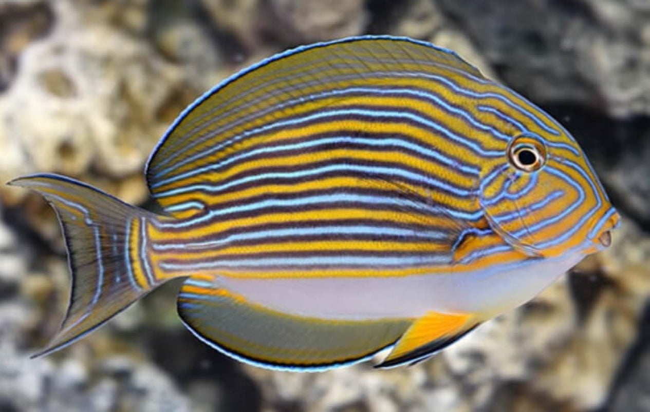 Clown Tang