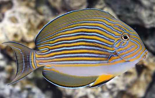 Clown Tang