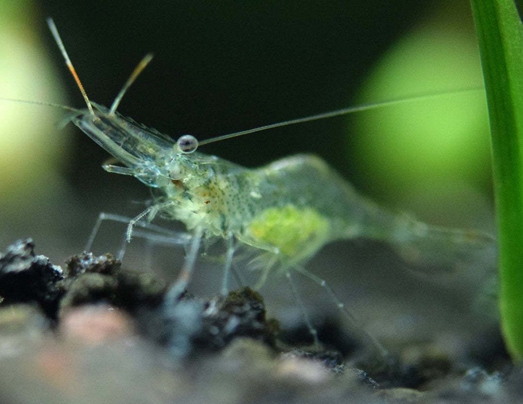 Ghost Shrimp