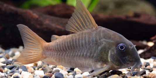 Corydoras Concolor