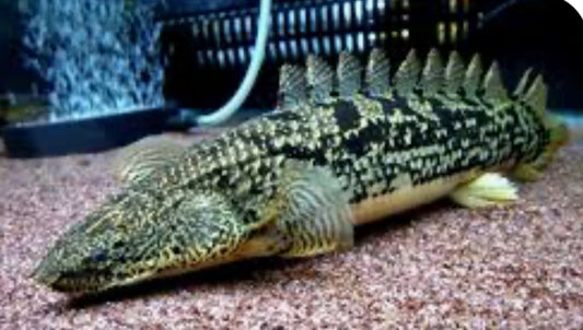 Ornate Bichir (Polypterus ornatipinnis)