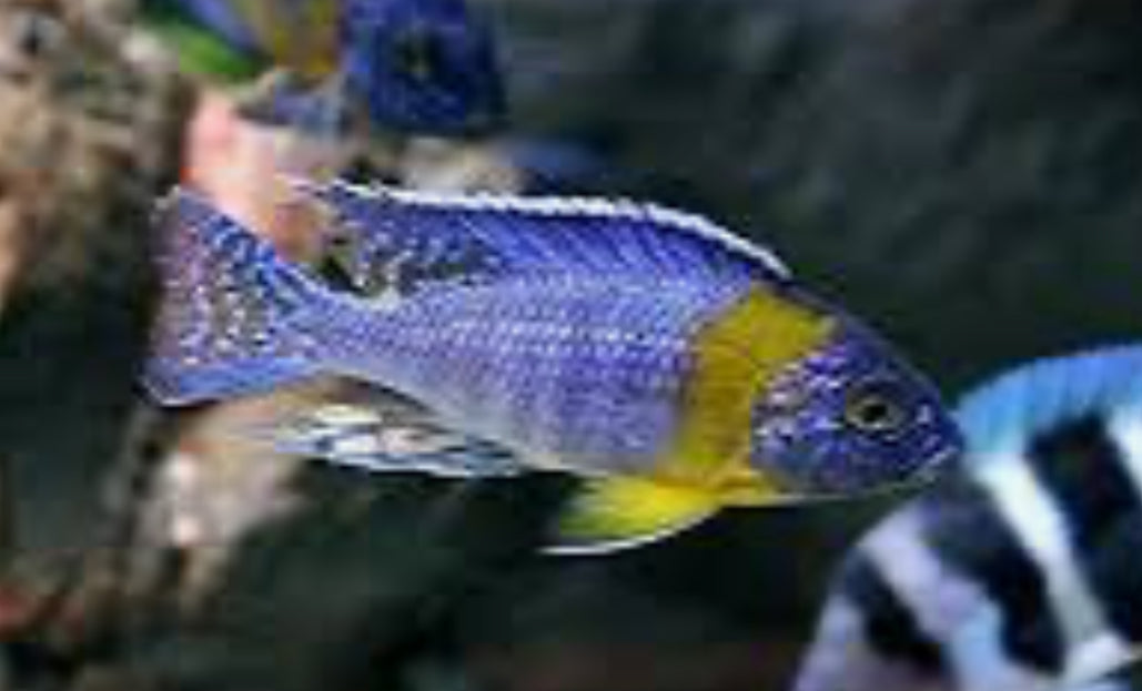 BICOLOR 500 Peacock Males