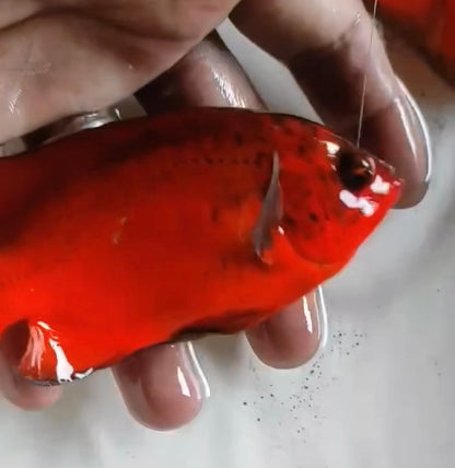 Super Fire Red Oscar (Astronotus ocellatus) 5”