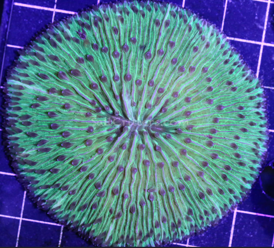 Plate Fungia-Neon Green Ring-MDL