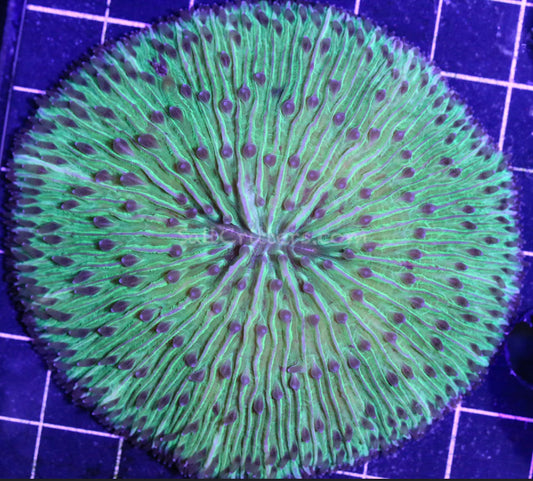 Plate Fungia-Neon Green Ring-MDL