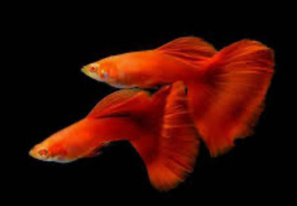 Pick Your Guppy